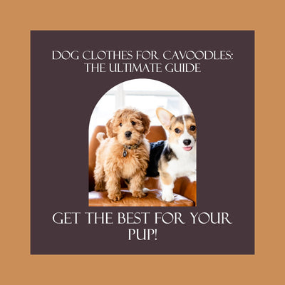 Dog Clothes for Cavoodles: The Ultimate Guide - Bags to Bones