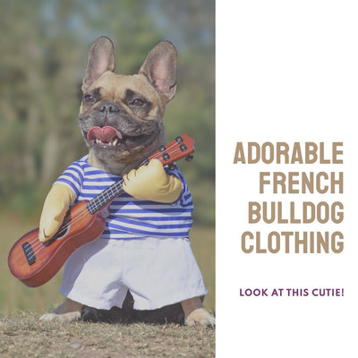Dog Clothes for French Bulldogs: The Ultimate Guide - Bags to Bones